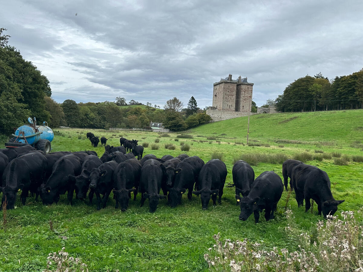Castle &amp; Cows